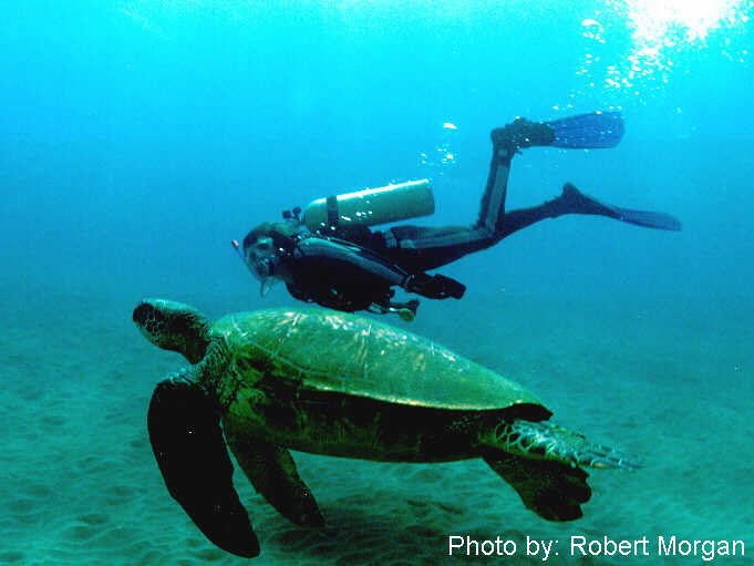 Diver and Turtle (by R. Morgan)